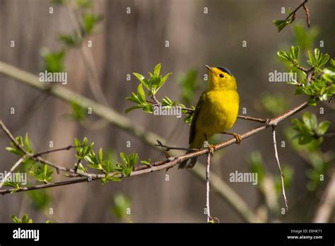 Wilsons Warbler On A Branch During Migration Stock Photo Alamy