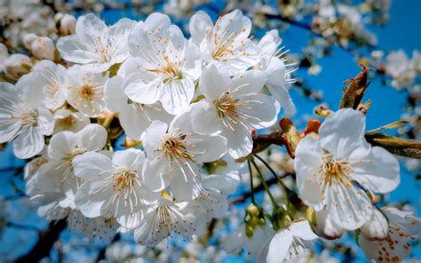 Download Wallpaper 1680x1050 White Close Up Cherry Tree Spring