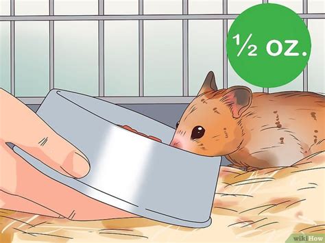 Veterinarian Approved Advice On How To Care For A Hamster Hamster