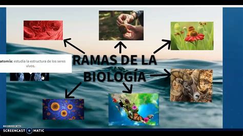 Campo De Estudio Y Divisiones De La Biología Youtube