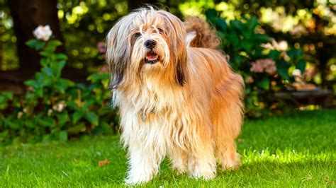 These Are The Longest Living Dog Breeds In The Us Page 9 247 Wall St