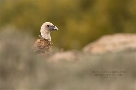 Griffon Vulture Gyps Fulvus Flickr