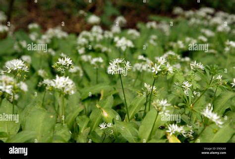 Allium Ursinum Wild Garlic Growing In Woods In The Cotswolds Stock
