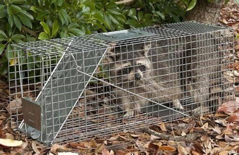 Trapping A Raccoon Everything You Need To Know And More Rangermade