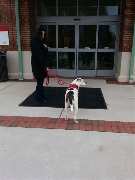 Sasha heading to NC State Vet School – Lili's Notes