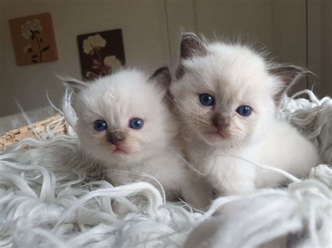7 Ragdoll Kittens all ready for good homes only | Petclassifieds.com