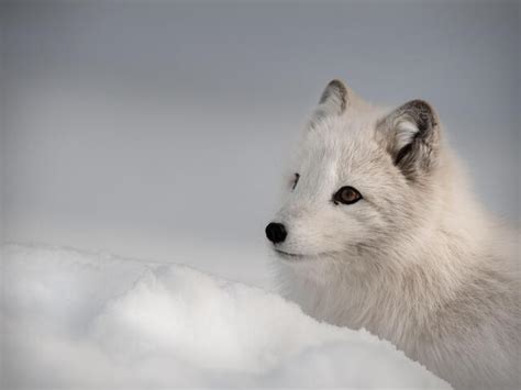 Arctic Fox Species Wwf