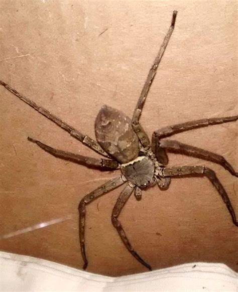 Large Venomous Spider Creeps Out Of A Shipping Container In The Uk