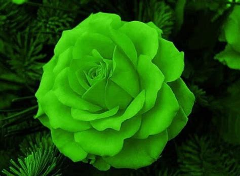 Green Rose Beauty Pretty Lovely Gorgeous Hd Wallpaper Peakpx