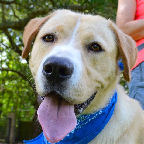 Austin, houston, san antonio and surrounding areas. Golden Pyrenees dog for Adoption in Lafayette, LA. ADN ...