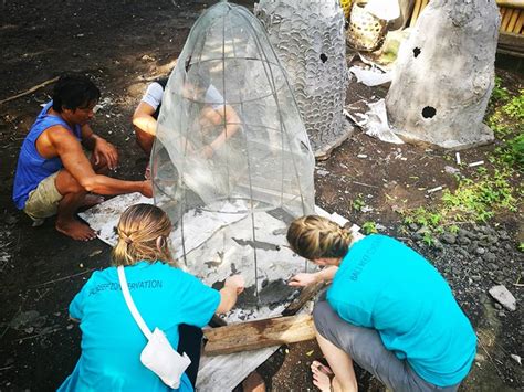 Marine Conservation Volunteer Program in Bali | VolSol UK