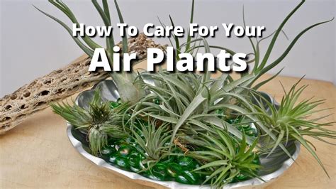 How To Grow Air Plants Indoor Tillandsia Care
