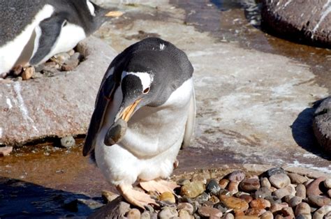 The penguins can normally be found living in the antarctic and they thrive in colder temperatures. Gentoo Penguin - "OCEAN TREASURES" Memorial Library