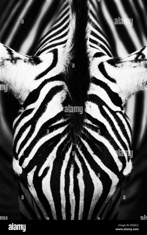Monochromatic Image Of A The Face Of A Grevys Zebra Skin Of An