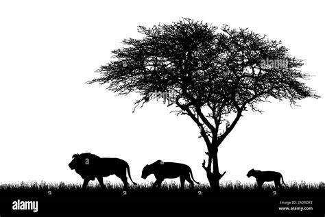 Realistic Illustration Of Silhouette African Safari Landscape With Tree