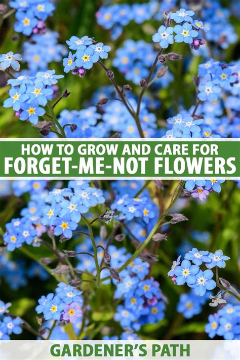 How To Grow Forget Me Nots Myosotis Sylvatica Gardeners Path