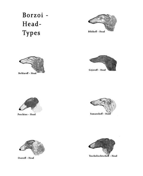 See every animal on j.k. 17 Best images about Borzoi on Pinterest | Fisher, Lady ...