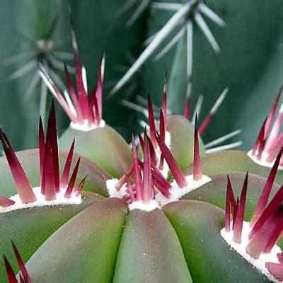 Los entusiastas de los cactus ya no se sienten conmovidos por ellos, ya que están acostumbrados a encontrarse con las espinas de su planta favorita erguidas en la mano o en el antebrazo. ᐈ Cómo SACAR ESPINAS DE CACTUS 【 paso a paso