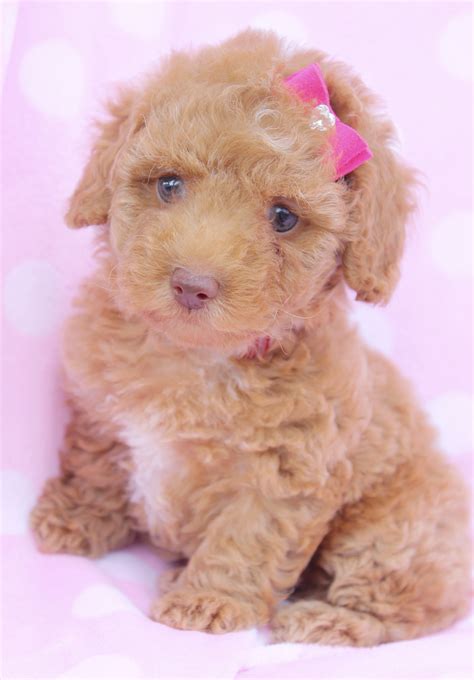 Miniature Poodle Puppies Picture Florida Dog Breeders Guide