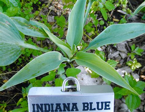 Cold hardy and low maintenance with striking color. Indiana Blue Hosta