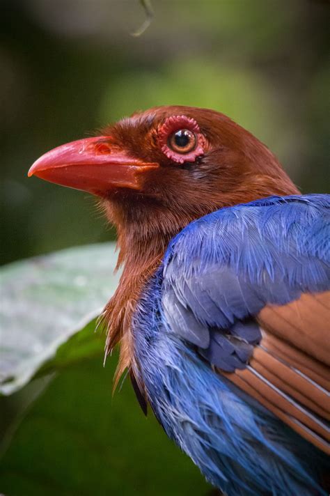 Sri Lanka Blue Magpie Or Ceylon Magpie Urocissa Ornata Temperate