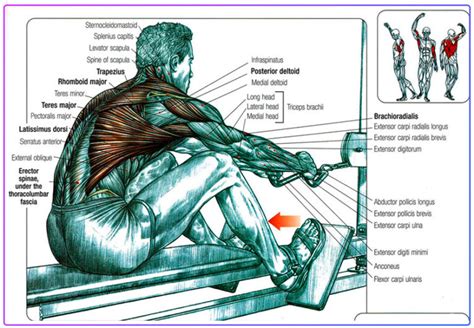 What Muscles Do A Rowing Machine Workout Detailed Guide