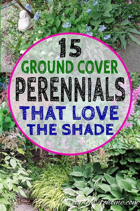 15 Stunning Perennial Ground Cover Plants That Thrive In