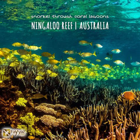 Ningaloo Reef In Western Australia Is A Dream Come True For Snorkellers