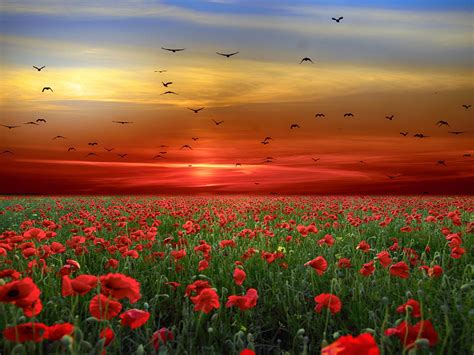 Sunset Sky Red Clouds Birds Field With Poppies Red Flowers Landscape