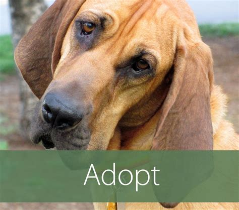Book an appointment to meet adoptable dogs. Dog Adoption Agencies In Mn
