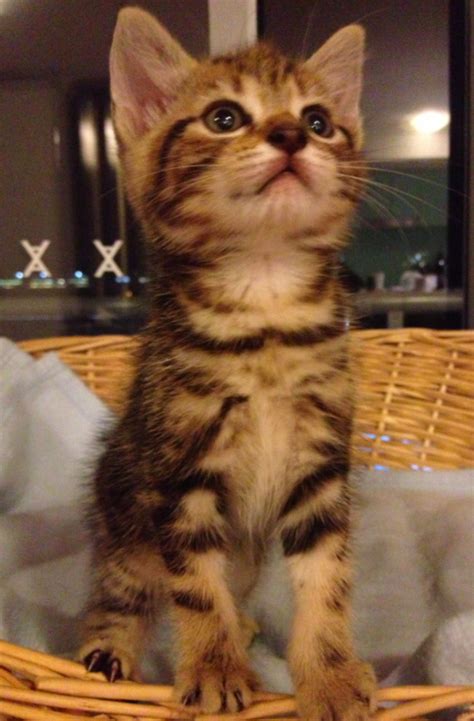 Kittens under two weeks old should be kept out of reach of other pets, except for the mother cat if present, and handled only when necessary. 8 weeks old tabby kitten, very proud of himself~~ | Tabby ...