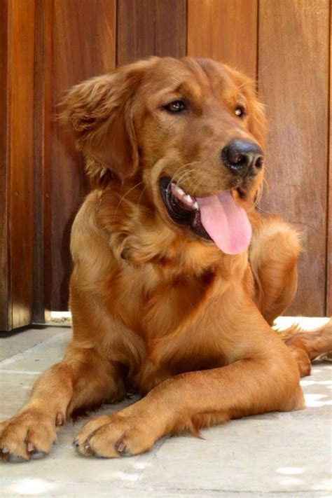 Handsome Boy Dogs Golden Retriever Golden Retriever Retriever Puppy