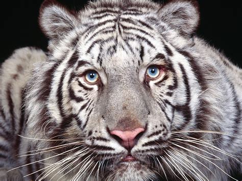 Wild animal contact lenses, transform your own eyes and yourself. Anaconda Snake Wallpaper: Sketches of Wild Animals Wallpapers