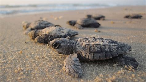 Sea Turtle Hatchling With Heads Spotted At South Carolina Beach Wpxi