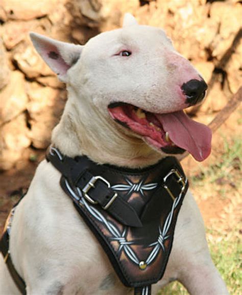 Leather American Pitbull Terrier Harness Painted For Training