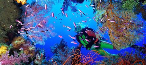 Coral Reefs Scuba Diving In Cozumel Mexico Cozumel Dive Shops