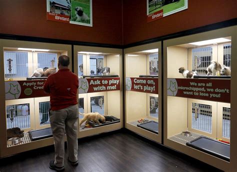 Maybe you would like to learn more about one of these? 11 SC animal groups protest Summerville pet store's move to sell from dog breeders | Business ...