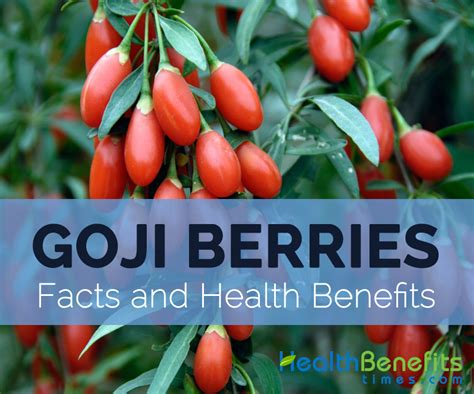 Goji Berries Facts Health Benefits And Nutritional Value