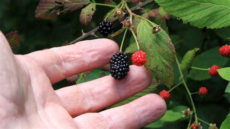 Exploring Wild Berries Your Ultimate Backyard Guide