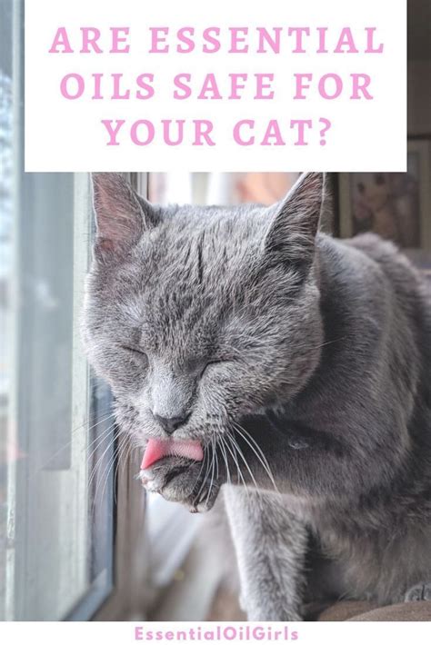 Are essential oils safe for cats? Pin on Different Essential Oils