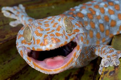 Tokay Gecko Reptile Range