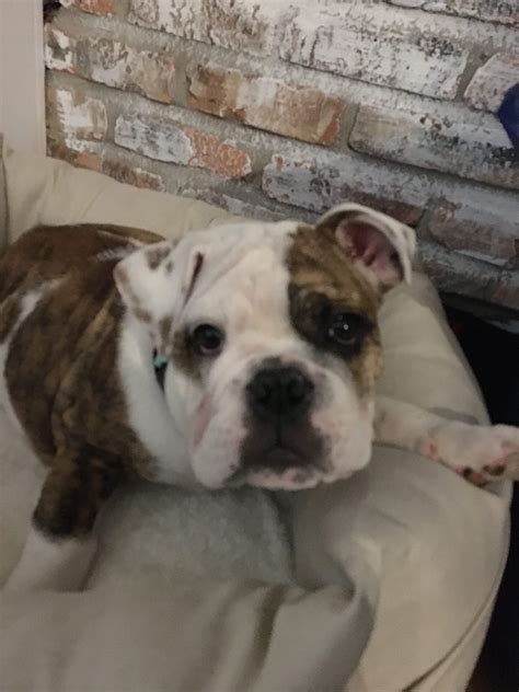 English bulldog puppy for sale | Bulldog puppies, English bulldog puppy