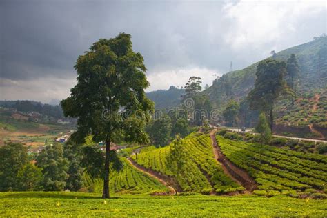 Nuwara Eliya Tea Plantation In Sri Lanka Stock Photo Image Of Lanka