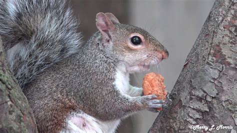 Serve with your favorite dipping sauces! Squirrel Eating Chicken Nugget (5 minute video) - YouTube
