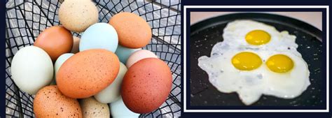 Egg Color 5 Fascinating Fun Facts You Need To Know Backyard Chickens Mama