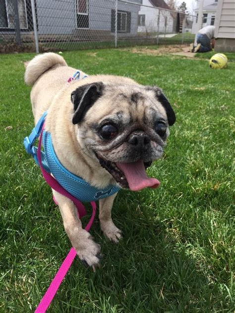 Please complete an application for the dog that you are interested in adopting here! Pug dog for Adoption in St. Cloud, MN. ADN-532422 on ...