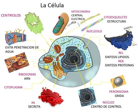 Mapas Mentales Mapa Conceptual De La Celula Eucariota Realiza Un Mapa