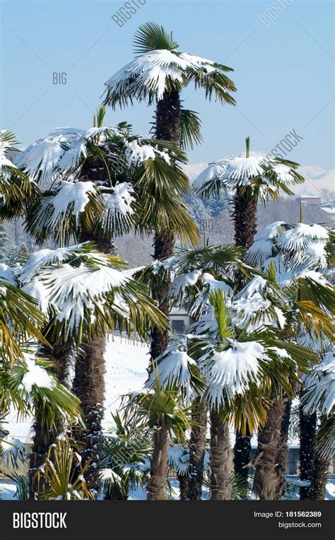 Group Palmtrees Snow Image And Photo Free Trial Bigstock