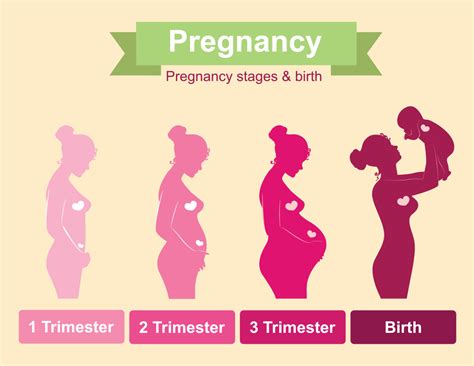 Parts Of Uterus During Pregnancy