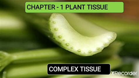 Chapter 1 Plant Tissue Part Ii Complex Tissue Youtube